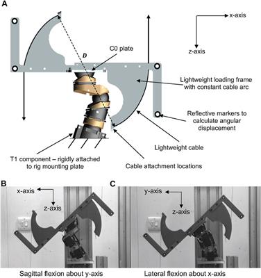 A human surrogate neck for traumatic brain injury research